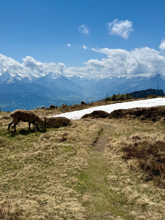 Niederhorn Hike: Top Highlights & 4 Essential Tips (May Edition)