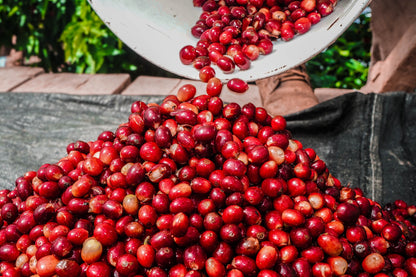 Peru, Paramo - Organic