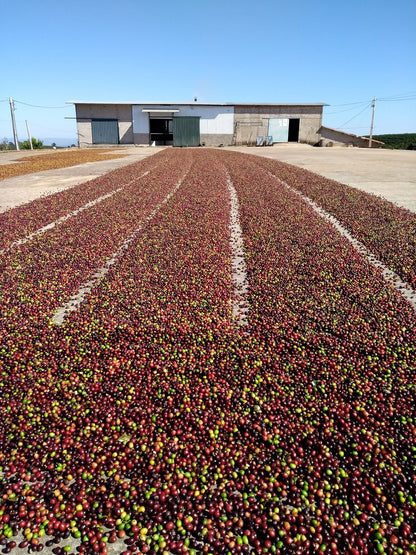 Basler Classic Blend