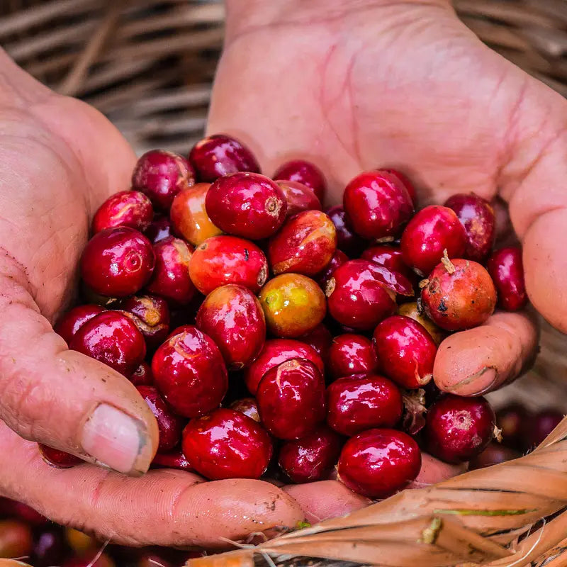 Peru, Paramo - Organic