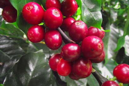 Basler Espresso