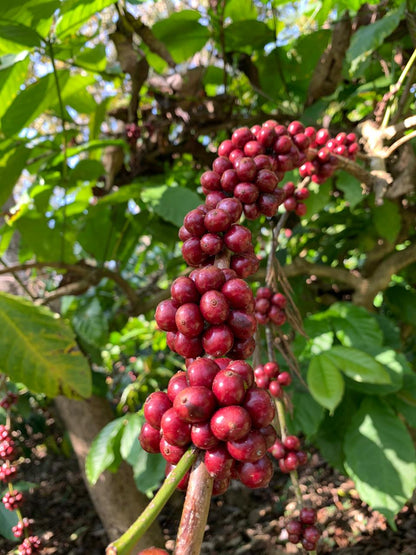 Basler Classic Blend