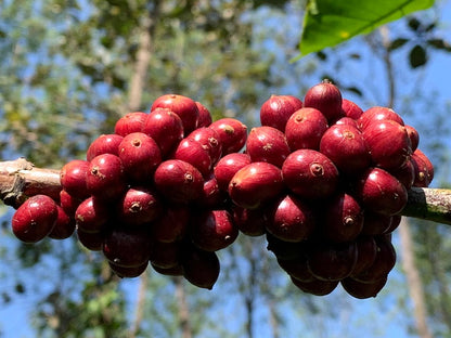 Basler Classic Blend