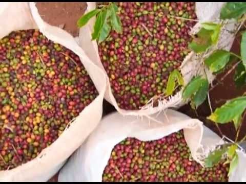 Basler Classic Blend