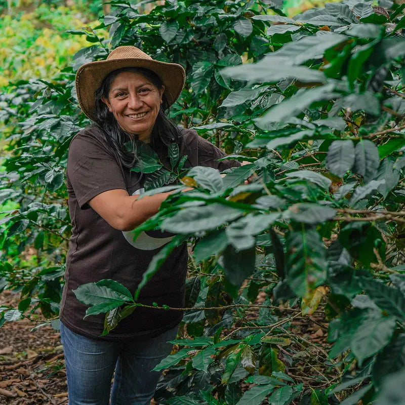 Peru, Paramo - Organic